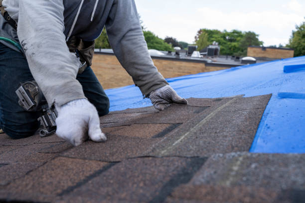 Best Roof Moss and Algae Removal  in Bally, PA